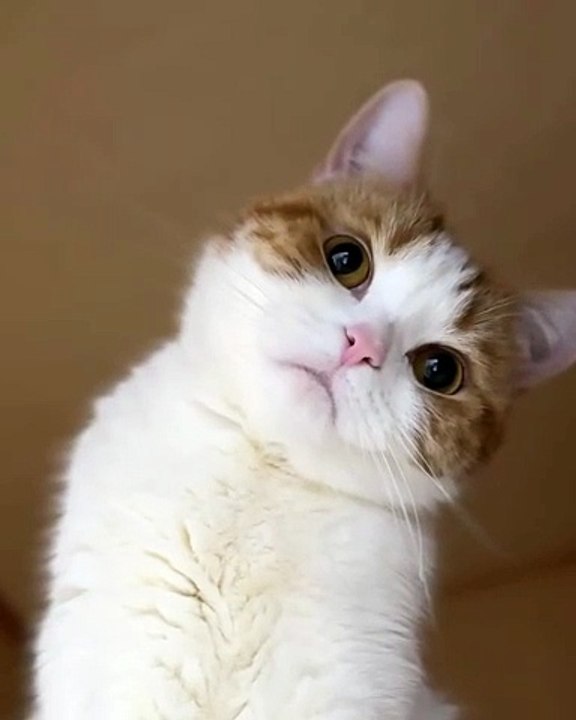 🐾 Get ready to dive into the adorable world of #CatsofInstagram! In this p