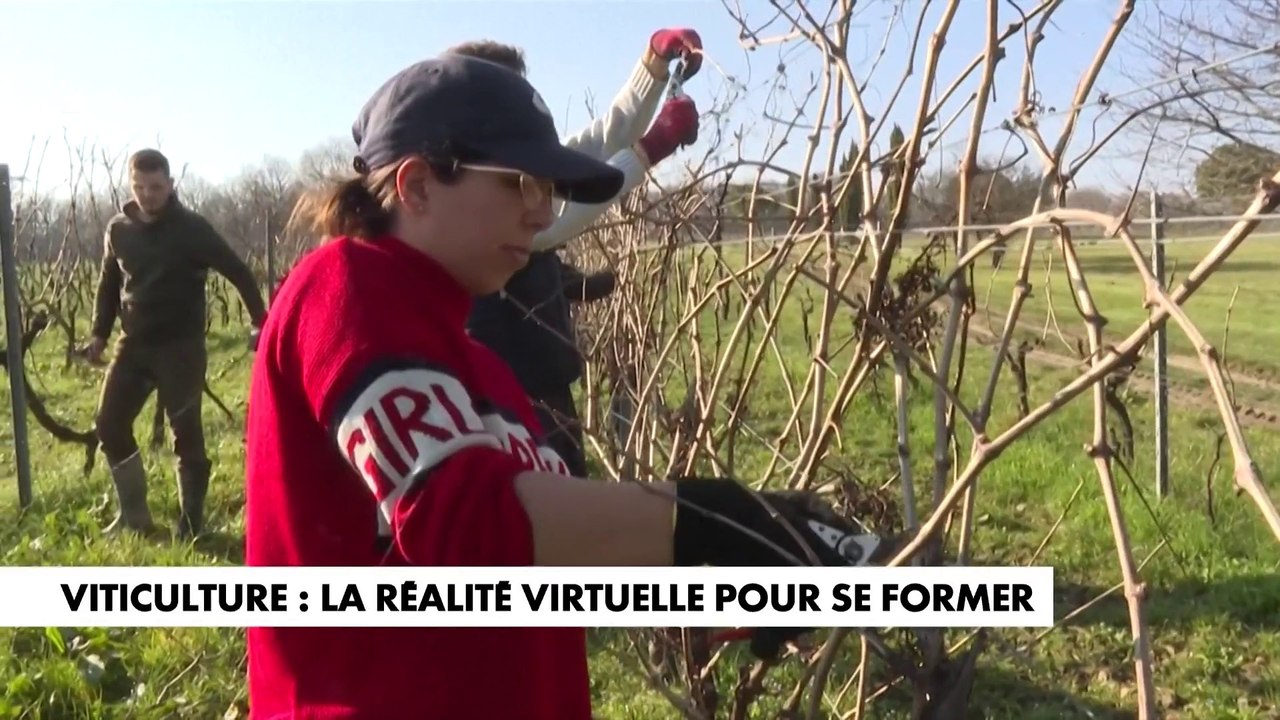 Viticulture : la réalité virtuelle pour se former