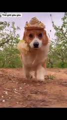 Pet Paradise TV 2025