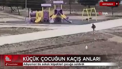 Adıyaman'da sokak köpekleri çocuğa saldırdı
