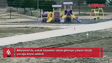 Sokak köpekleri dehşet saçtı! 10 yaşlarındaki çocuk kabusu yaşadı