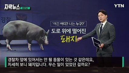 [자막뉴스] 도로 위 '요지부동' 돼지...대여섯 명 장정 나서서 수습 / YTN