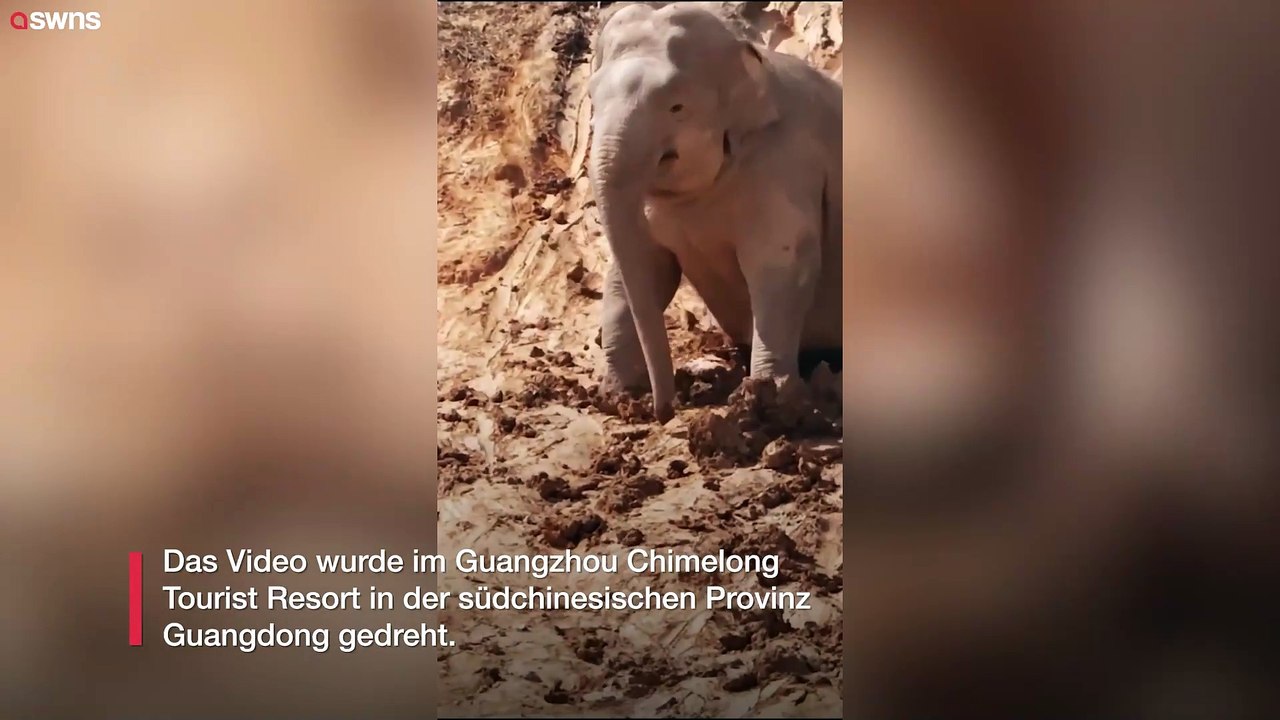 Asiatischer Elefant rutscht am liebsten die Schlammpiste hinunter