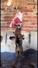 Funny Moments of Cat & Dog Bosses - Episode 40 |  Meow & Woof Universe