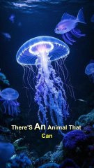 The Immortal Jellyfish!🤯