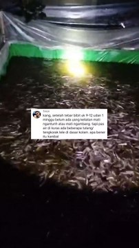 Setiap kuras air kolam ada kerangka lele, itu bukti bahwa lele kanibal