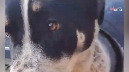 Atacado por otros perros y abandonado en la calle: el drama del cachorro de mastín que conmueve a miles