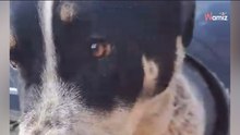 Atacado por otros perros y abandonado en la calle: el drama del cachorro de mastín que conmueve a miles