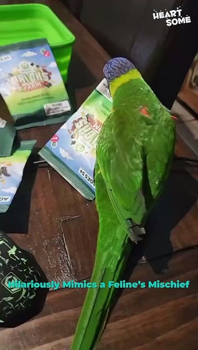 When Your Bird Thinks It's a Cat! 😂 | Heartsome