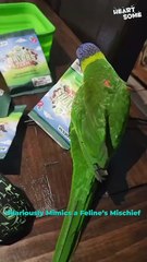When Your Bird Thinks It's a Cat! 😂 | Heartsome