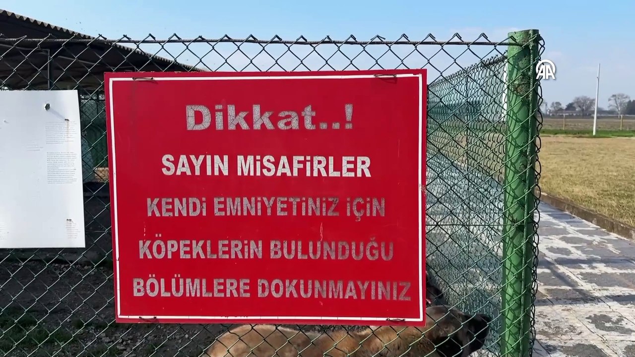 Bursa'da yetiştiriliyorlar! İsteyenler aylar öncesinden sıraya giriyor