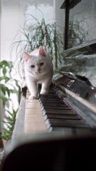 Ai Video Shorts - Amazing Hybrid Animals,