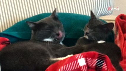 Le chat adulte rencontre le nouveau chaton à la maison : 4,1M d'internautes ont un choc devant son comportement (vidéo)