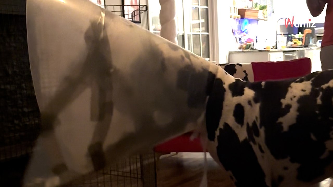 Un chien revient de chez le véto avec une collerette géante : la réaction des maîtres régale plus de 6M de personnes