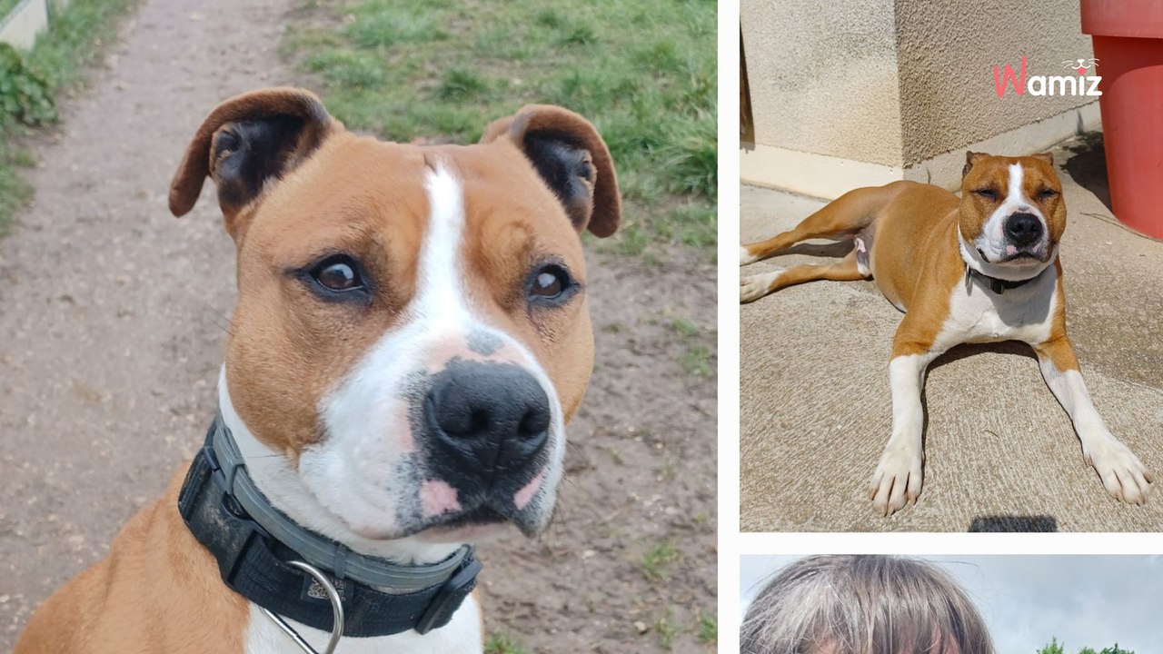 Un refuge reçoit un signalement sur un chien adopté chez eux il y a 2 ans : ils découvrent l'animal méconnaissable