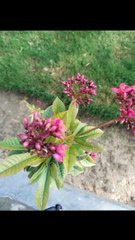 Islamic Content||Naat Sharif||hammd-e-illahi