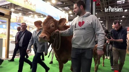 L'arrivée de Oupette, la vache égérie du Salon de l'Agriculture
