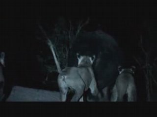 Ultimate Enemies: Elephants and Lions 1/5