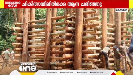 കോടനാട് അഭയാരണ്യത്തിൽ ചികിത്സയിലായിരിക്കെ ചരിഞ്ഞ ആനയുടെ പോസ്റ്റ്മോർട്ടം ഉടൻ ആരംഭിക്കും
