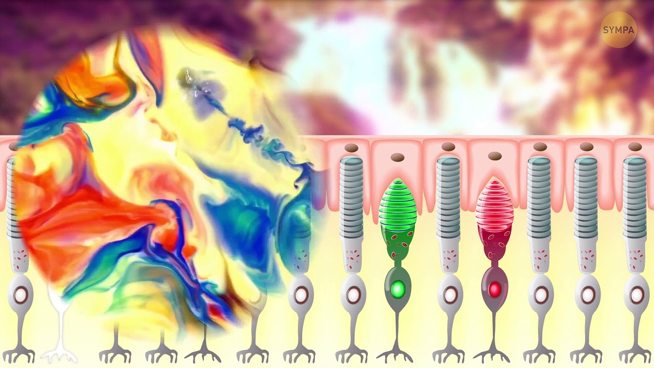 Faits fous sur le corps qui semblent totalement faux (mais ne le sont pas !)