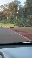 Manada de jabalíes en Misiones de Argentina.
