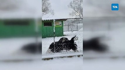 Deve kuşunun ilginç kar dansı