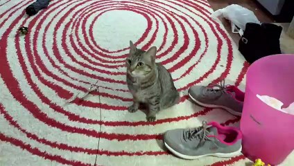 Pizza My Heart 369 20 Scooty Booty is a killer in an adorable kitten body