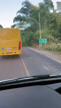 Queda de árvore bloqueia trânsito na Estrada do Derba em Salvador