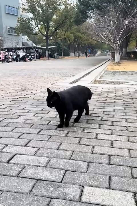 Cute animals 😼😼😼cute cats #shorts #cats #cuteanimals