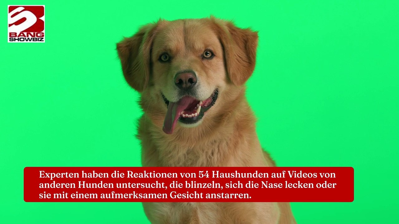 Blinzeln ist wichtig für die Kommunikation von Hunden