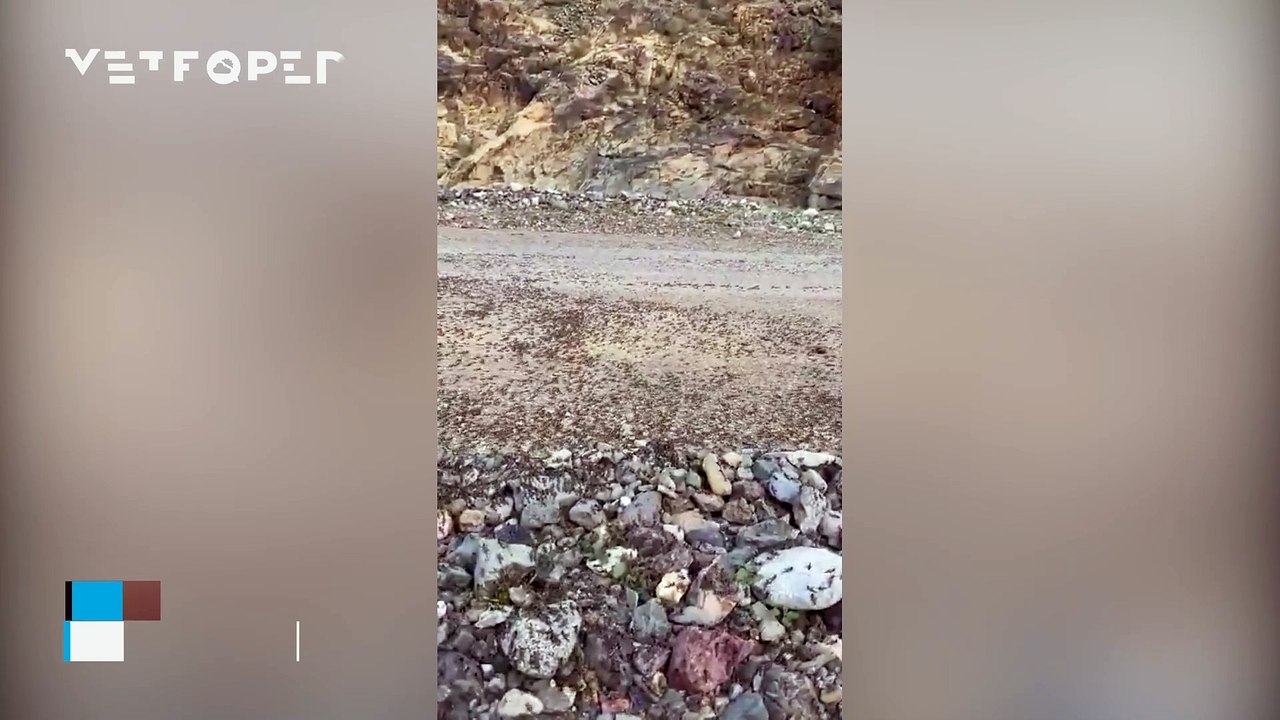 A swarm of locusts! The plague advances relentlessly through the mountains of Al Reeth, Saudi Arabia