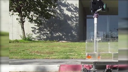 Scientists Experiment Discovered Goldfish Can Drive