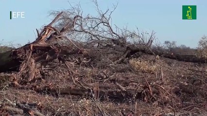 Incendios forestales en América: Un año de devastación ambiental y humanitaria