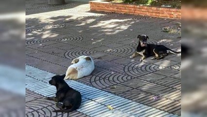 Perros de la Ciudad Colonial, sin dueños, pero en su casa