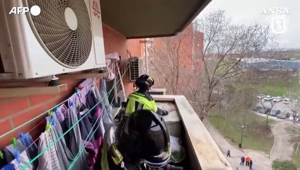 Madrid, vigili del fuoco salvano una capra bloccata al quinto piano di un palazzo