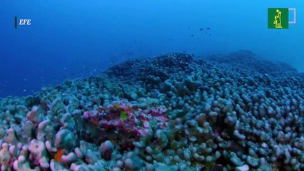 Una expedición científica descubre el coral más grande del mundo en las Islas Salomón