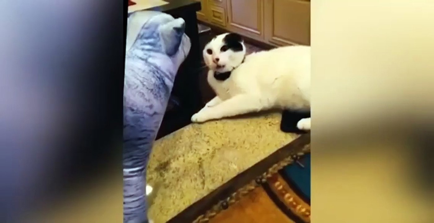 Funniest Cats and Dogs 🐶🐱 | Funny Animal Videos - video Dailymotion