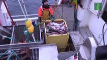 Bacalao Noruego: un camino sostenible desde el mar hasta la mesa