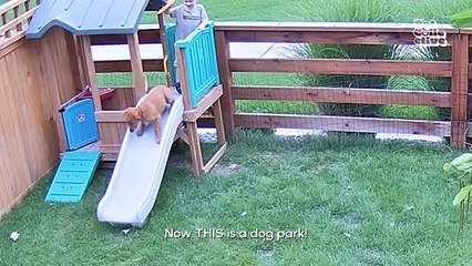 Caught on camera: the funniest antics of 2025!