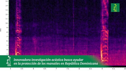 Innovadora investigación acústica busca ayudar en la protección de los manatíes en República Dominicana