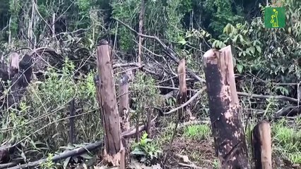 Los ecosistemas latinoamericanos y las amenazas que enfrentan, una prioridad en la COP16