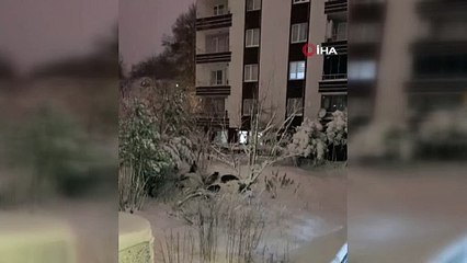 O ilimizde domuz sürüsü şehire indi