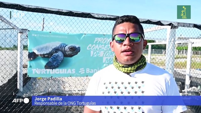 Chame, la playa de Panamá entre la conservación y el tráfico de tortugas
