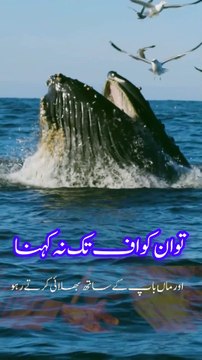 Qur'an verses about parents| Qur'an ul Kareem