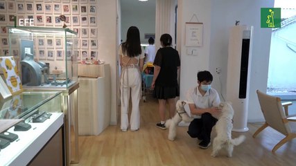 Dar el último adiós a las mascotas, un negocio en auge en China