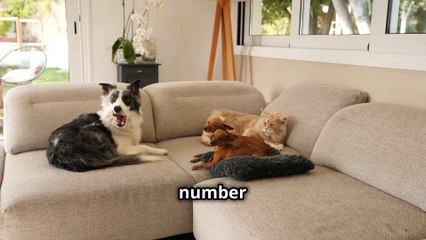 Top 3 Apartment Friendly Pets for Every Lifestyle !