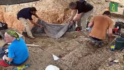 Descubren en Israel un colmillo de elefante de hace medio millón de años