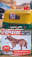 115 Days Of Hope: A lost dog's journey home