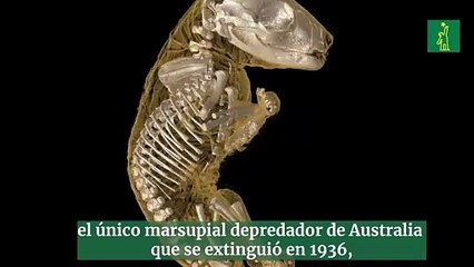 Científicos buscan "resucitar" genéticamente al extinto tigre de Tasmania