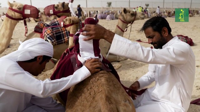 Abrir el documento en una nueva ventana Agregar al carrito Imprimir Elementos relacionados Share this document Descargar1:44 WEBMostrar/Ocultar información En Catar, las carreras de dromedarios apasionan más que el fútbol